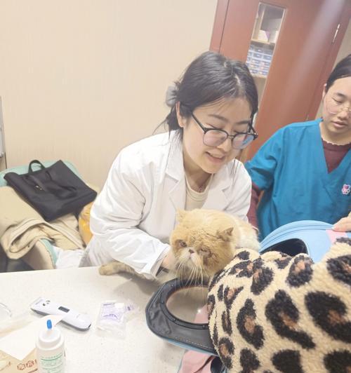 宠物医院游戏加菲猫攻略